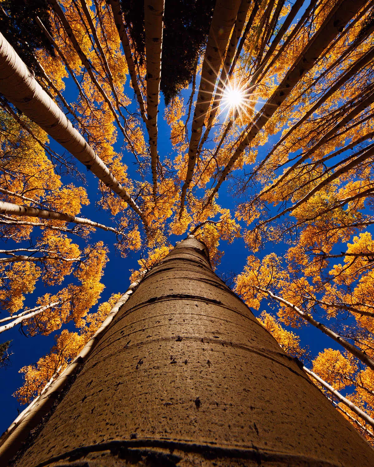 aspen trees shot from below looking to the sky
