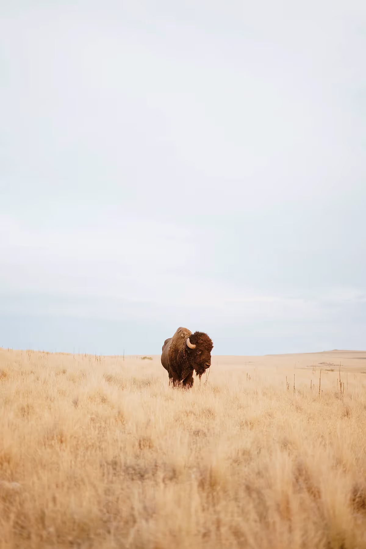 a bison standing in a plain