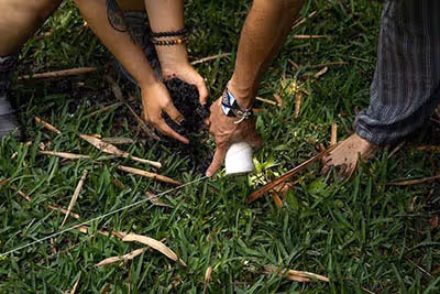 a team planting trees