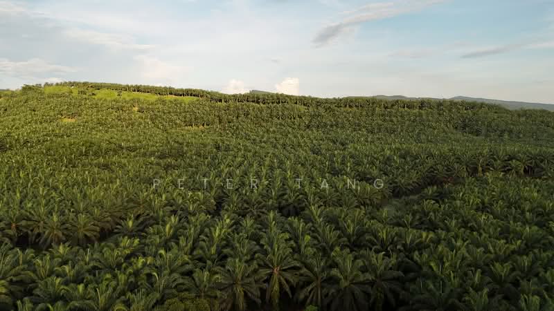 Agricultural Land for Sale in Tawau, Sabah by Peter Tang - iProperty.com.my