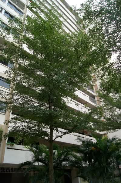 5 Telok Blangah Crescent, 5 Telok Blangah Crescent, Room Rental, 80 sqft, HDB Flat For Rent, by Frankie Teo (张文仁), 18603504 - PropertyGuru.com.sg