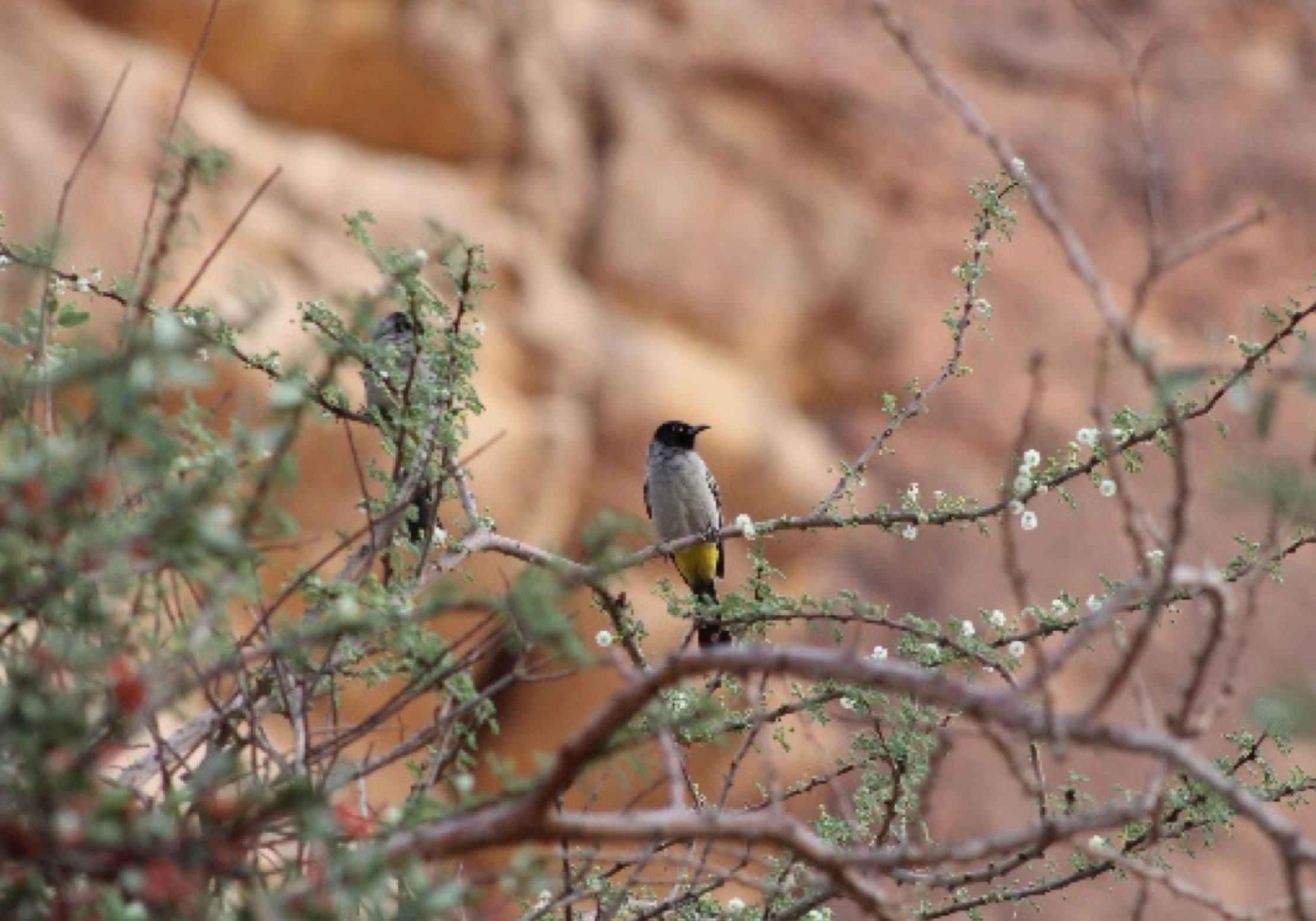 OISEAU_BASSE-DEF